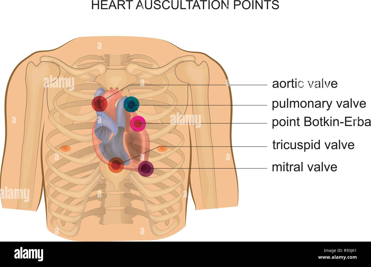 Vector Illustration Of Heart Auscultation Points. Cardiology Stock Vector  Image &amp; Art - Alamy
