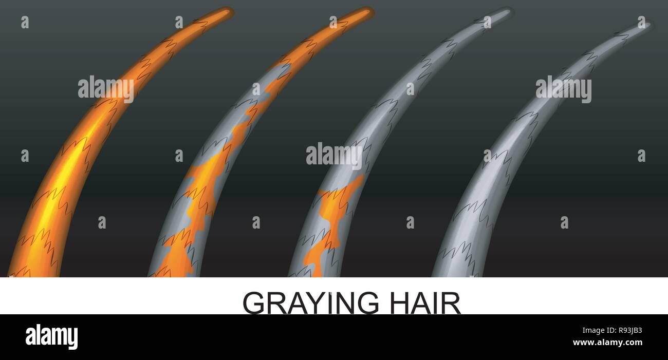 Gradual Gray vector illustration of the gradual graying of hair Stock Vector Image ...