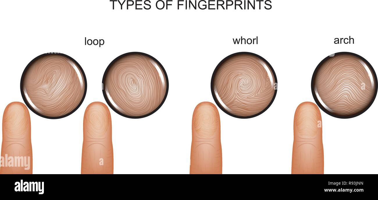vector illustration of types of fingerprints. fingerprinting Stock Vector