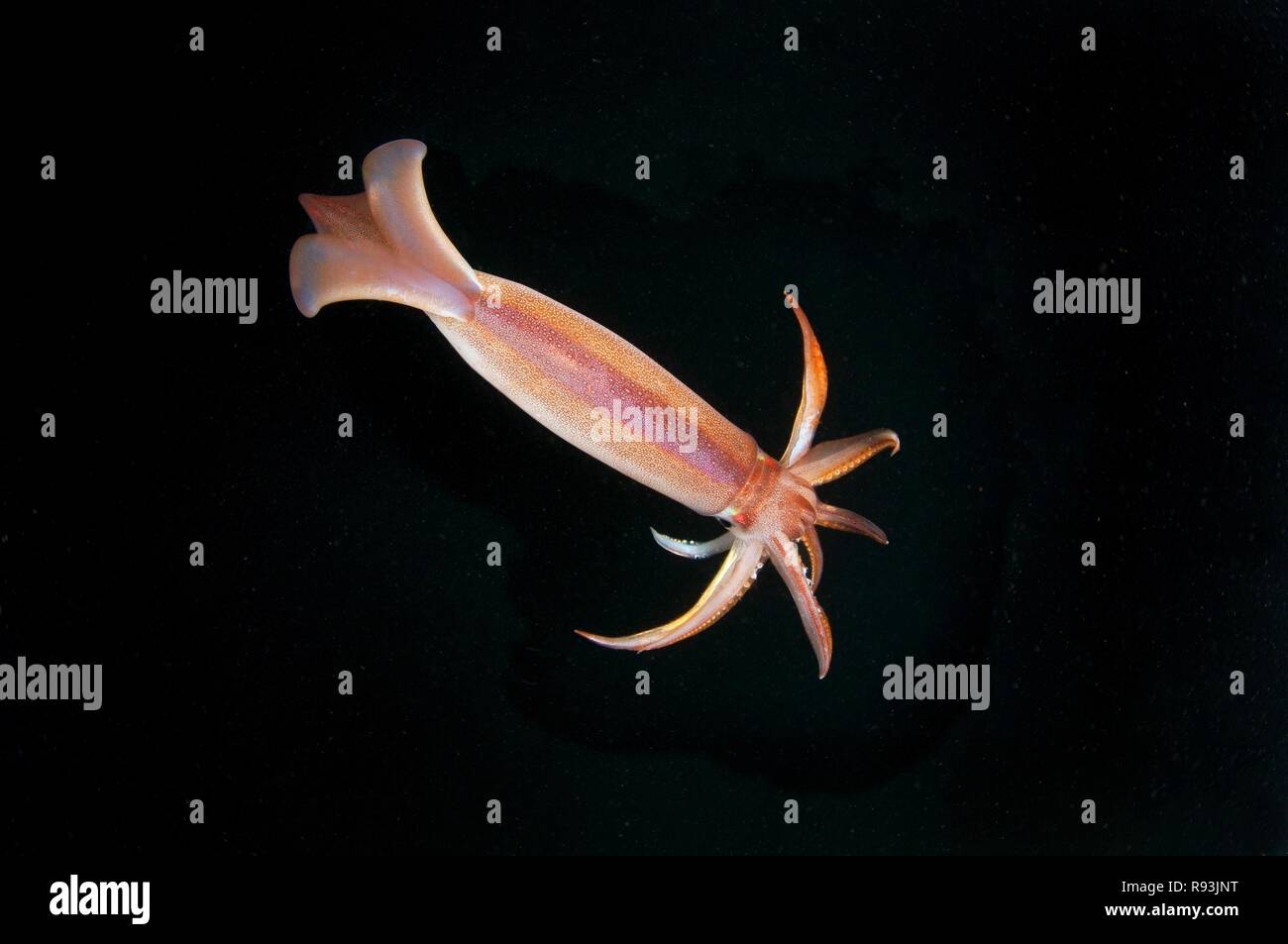 Japanese Flying Squid
