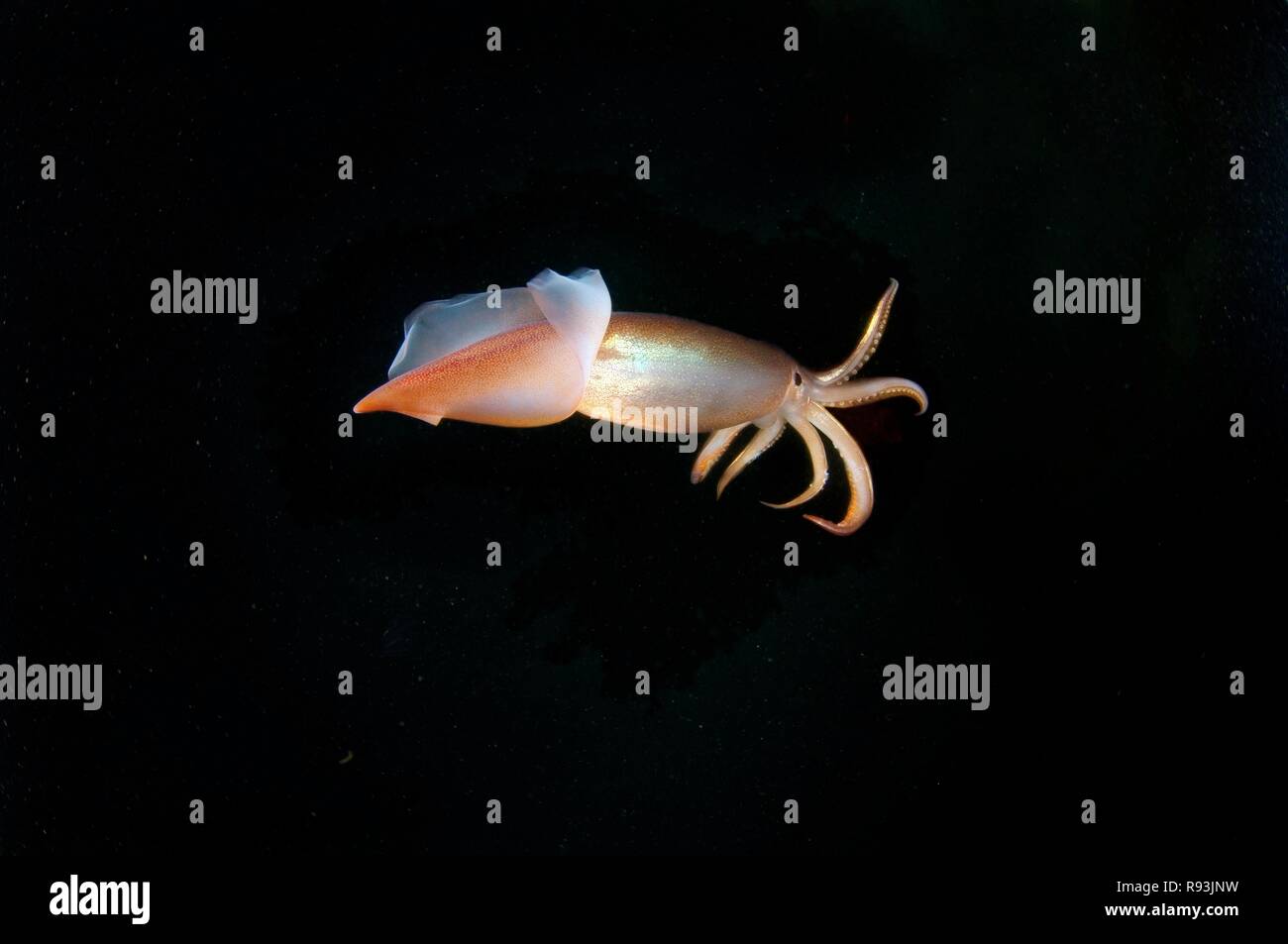 Japanese common squid or Japanese flying squid (Todarodes pacificus