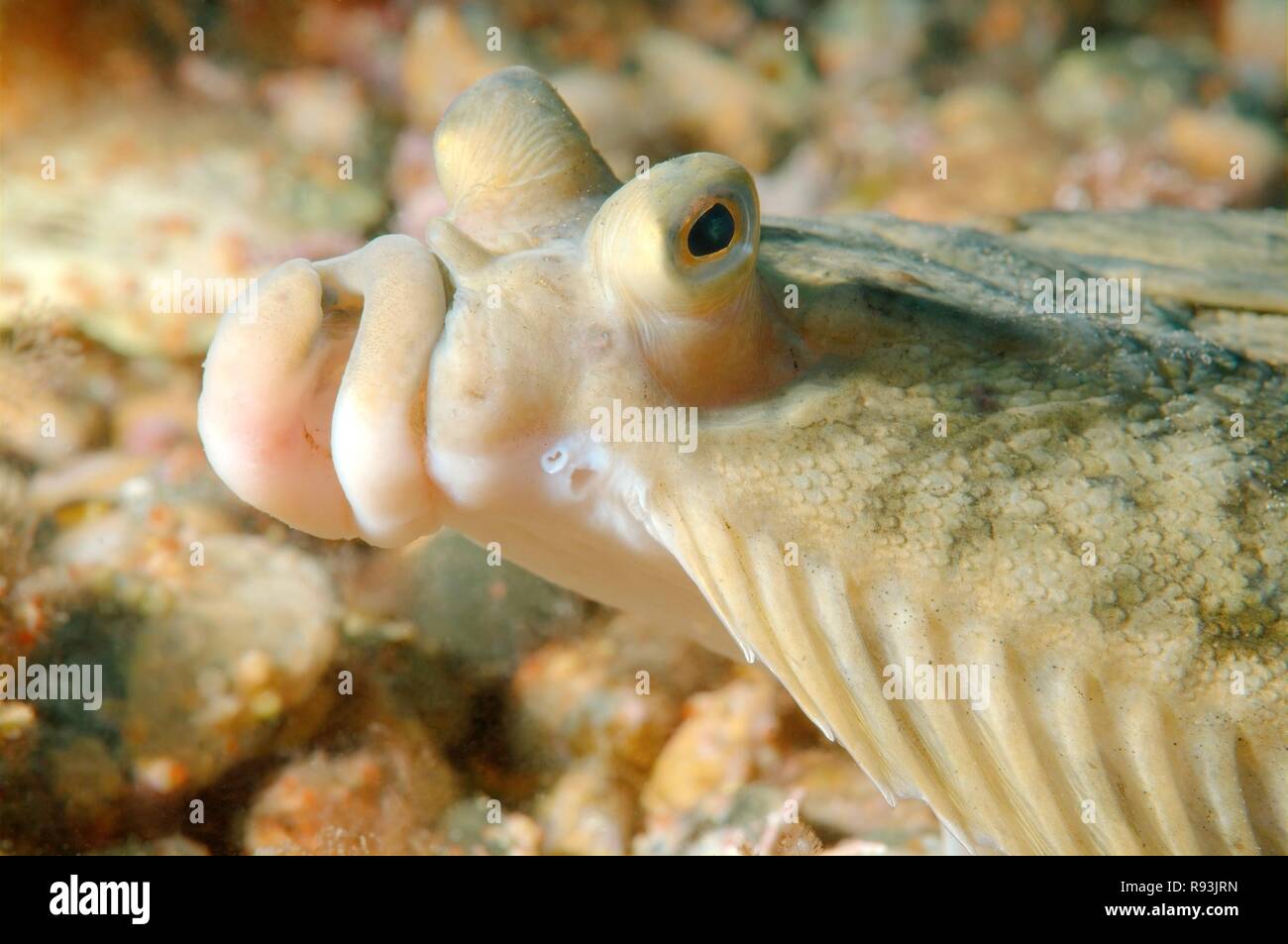 Japanese flounder (Pleuronectes japonicus), Sea of Japan, Far East