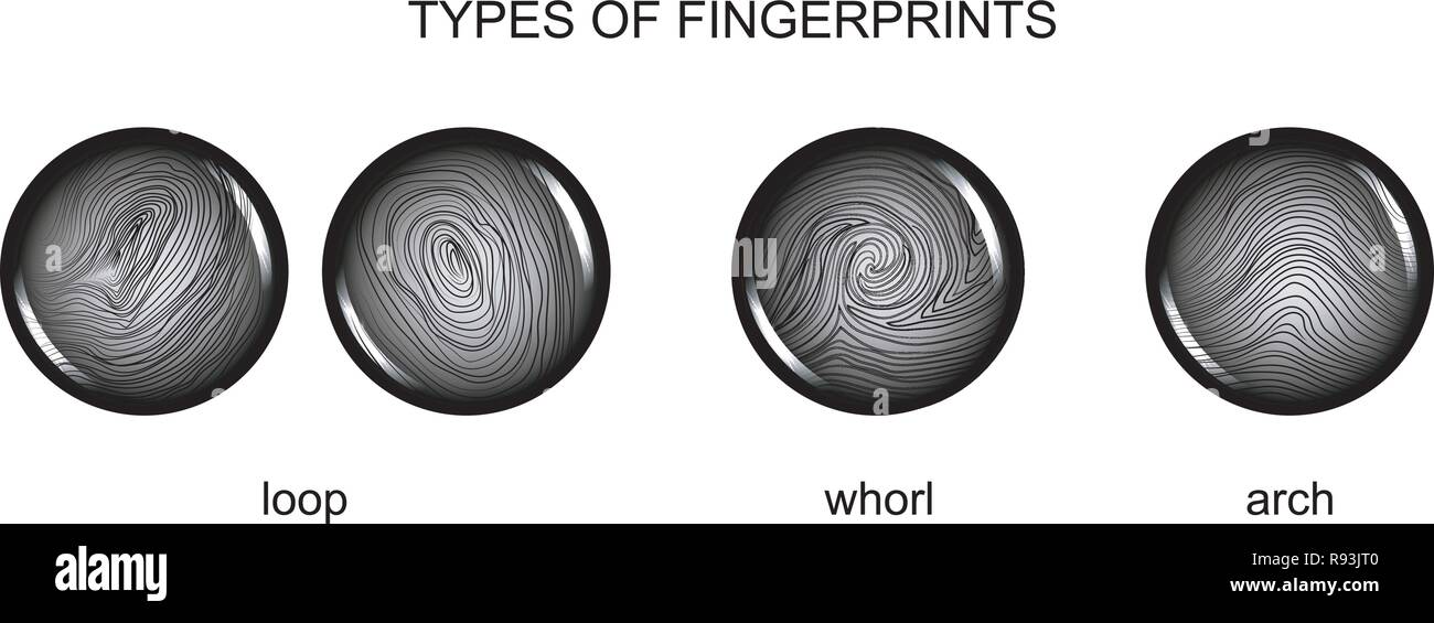 vector illustration of types of fingerprints. fingerprinting Stock Vector