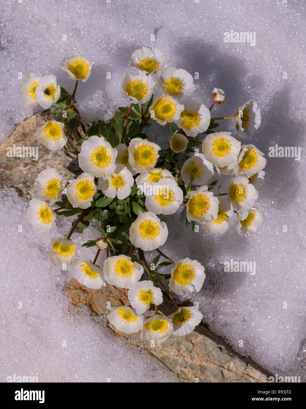 Glacier crowfoot (Ranunculus glacialis), blooming in the snow, Diavolezza, Eastern Alps, Engadin, Switzerland Stock Photo