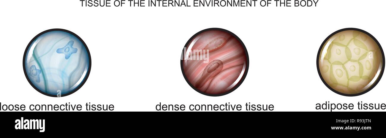 vector illustration of tissues of the internal environment of the body: loose, dense connective tissue and adipose tissue Stock Vector