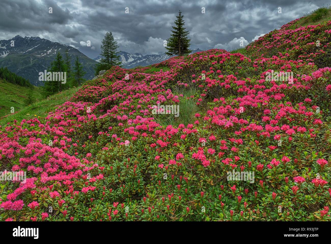 Rusty-leaved alpenrose (Rhododendron ferrugineum), flowering, stormy atmosphere, Hohe Tauern National Park, Carinthia, Austria Stock Photo