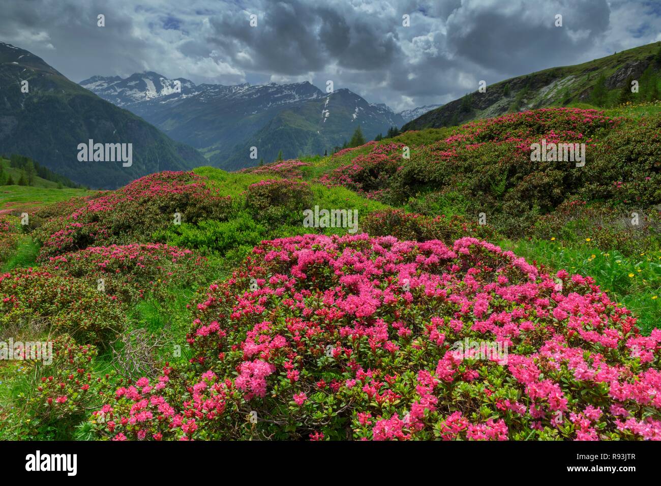 Rusty-leaved alpenrose (Rhododendron ferrugineum), flowering, stormy atmosphere, Hohe Tauern National Park, Carinthia, Austria Stock Photo