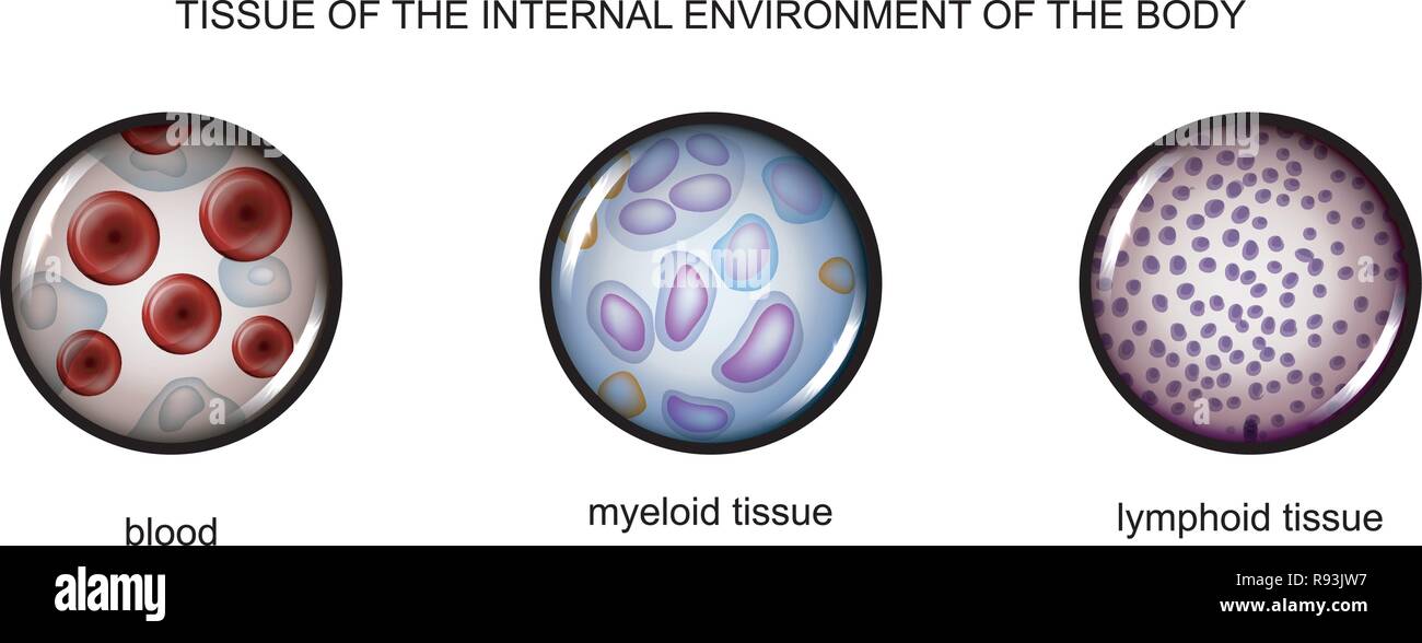 vector illustration of tissues of the internal environment: blood, lymph, tissue myelin Stock Vector