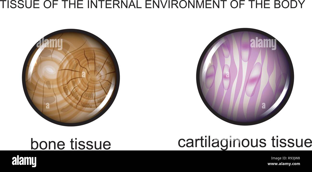 vector illustration of tissues of the internal environment: bone and cartilage Stock Vector