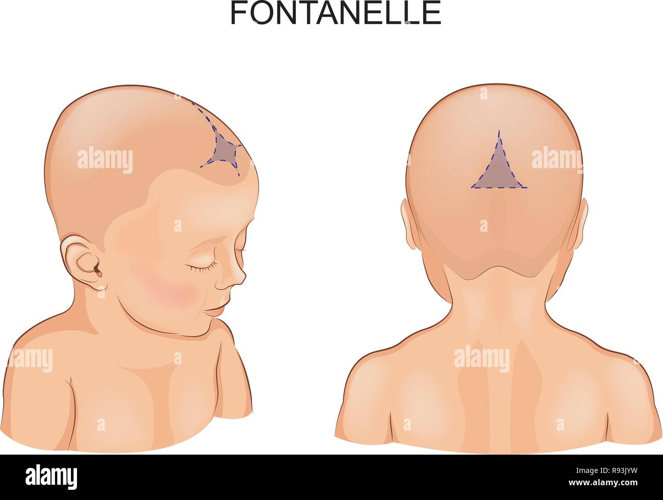 vector illustration of a Fontanelle in the infant Stock Vector