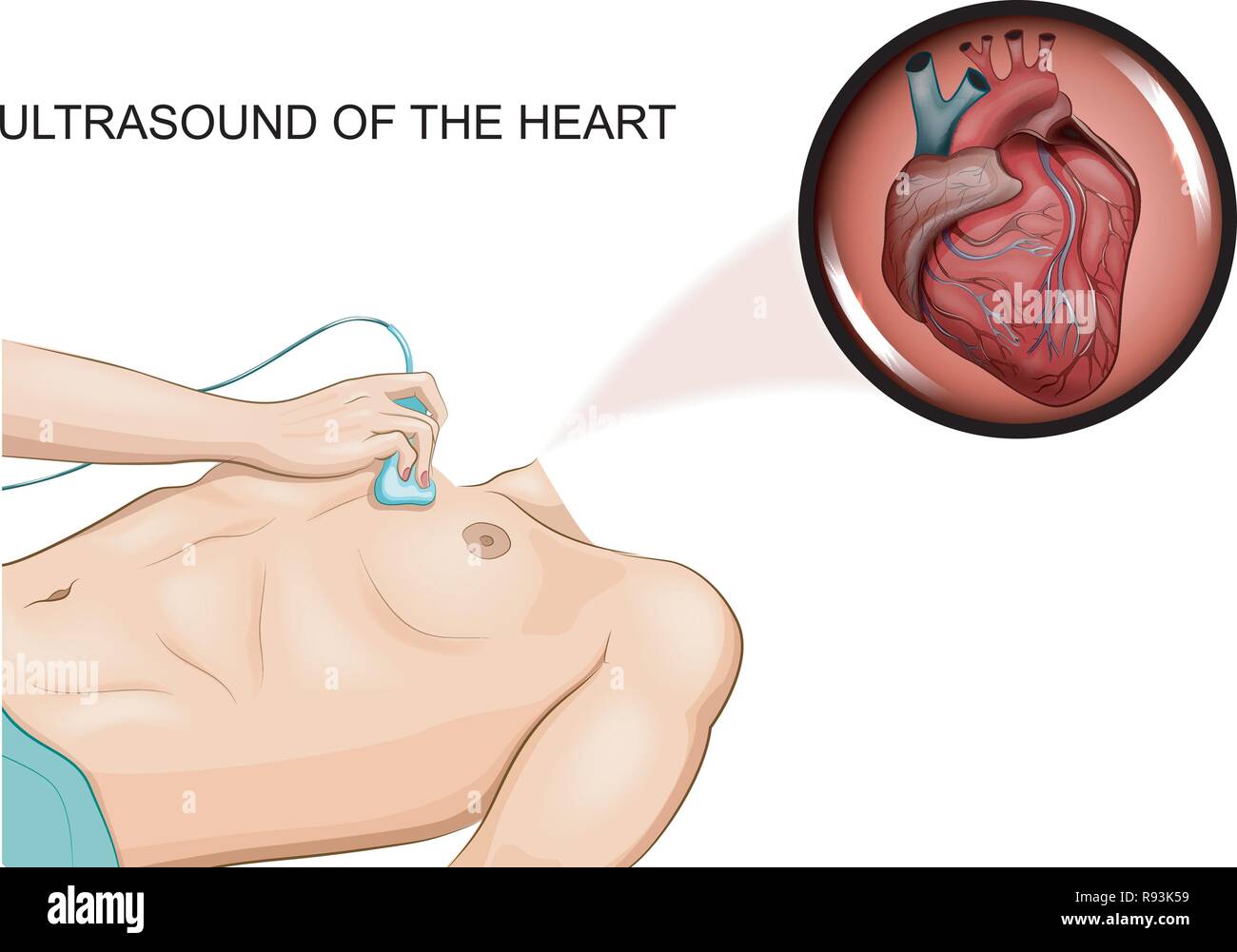 vector illustration of an ultrasound of the heart men Stock Vector