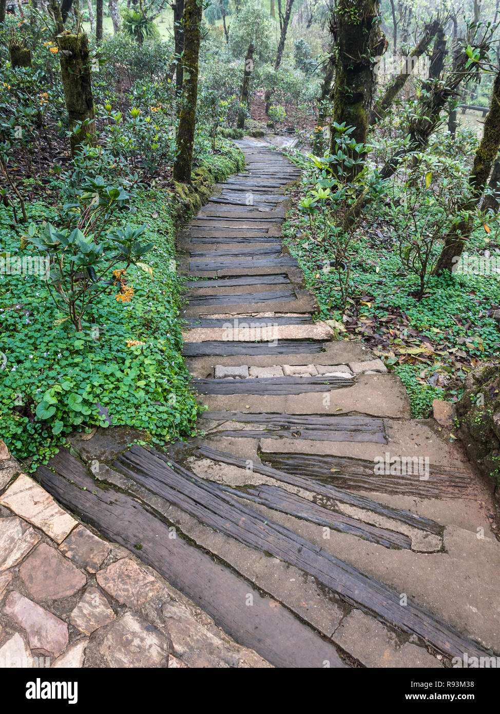 Timber staircase along the pathway from the hill to the botanical ...