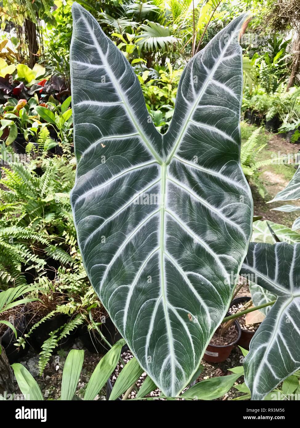 Tropical plant leaf from a shade and moisture loving plant Stock Photo
