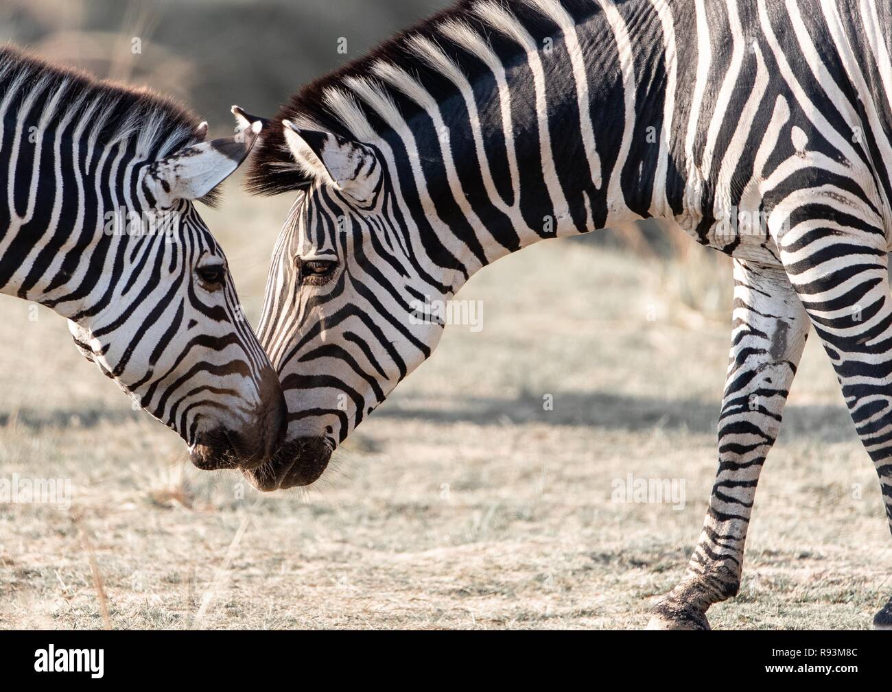 Crawshay's zebras (Equus quagga crawshayi), face to face, South Luangwa National Park, Zambia Stock Photo