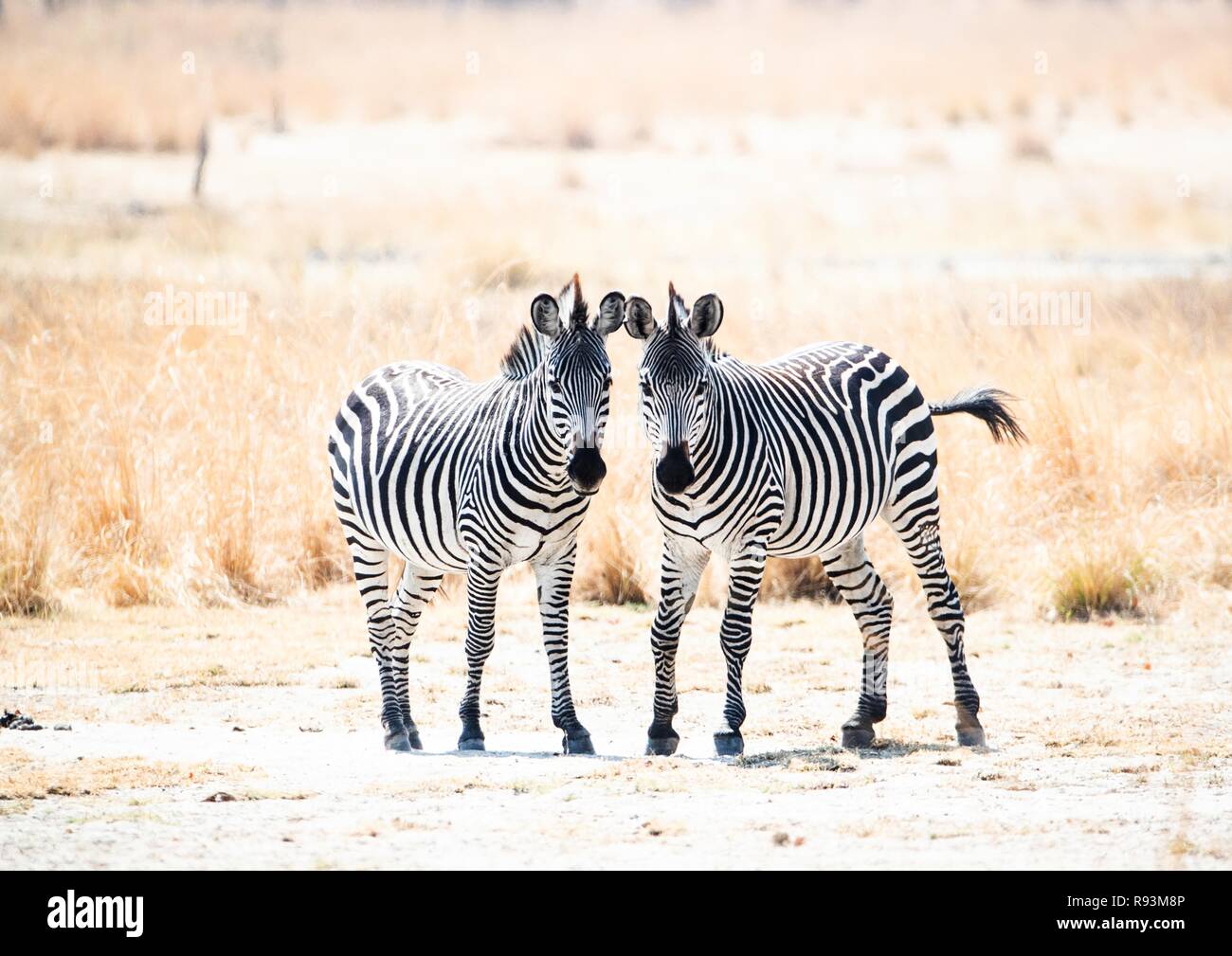 Pair of young Crawshay's zebras (Equus quagga crawshayi) face towards the camera, standing in grassland Stock Photo