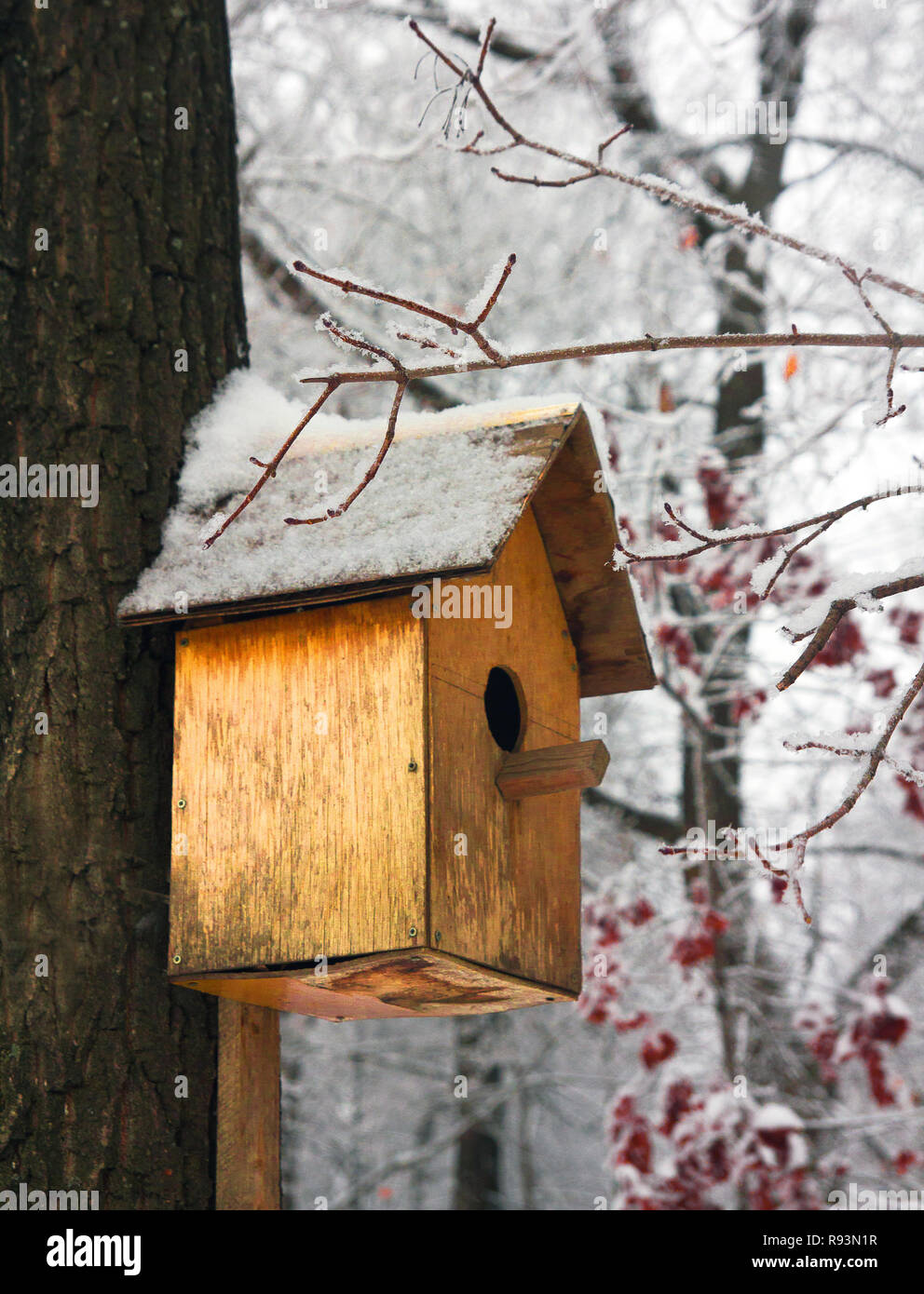 Birdhouse empty in a cold winter forest Stock Photo