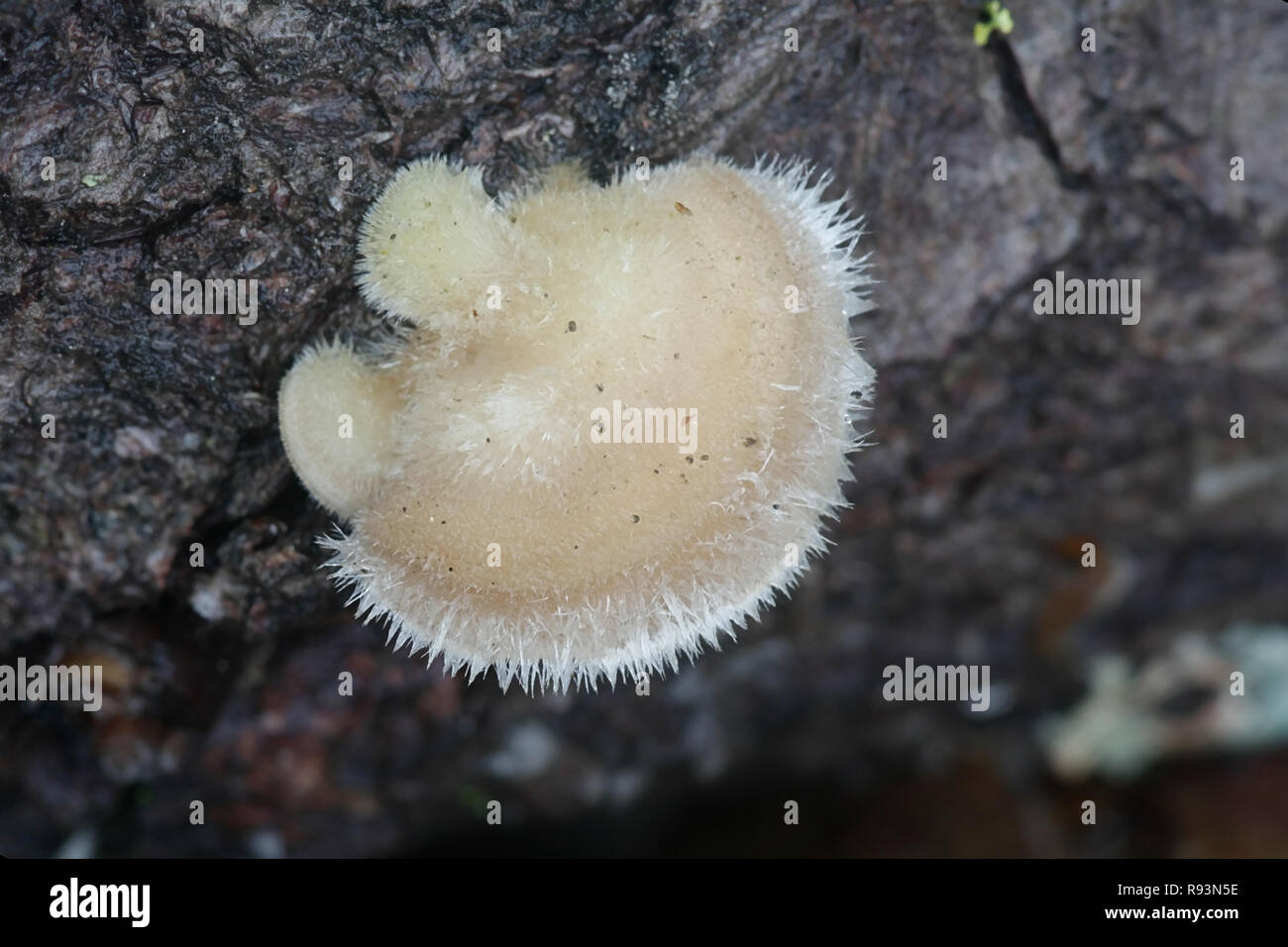 Hairy bracket fungus, Trametes hirsuta Stock Photo