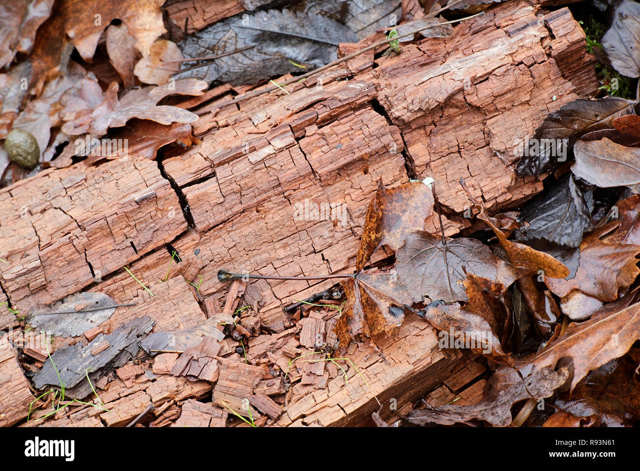 Dry rot or brown rot is a wood-decay fungus, showing a brown discoloration, and cracks into roughly cubical pieces, a phenomenon termed cubical fractu Stock Photo