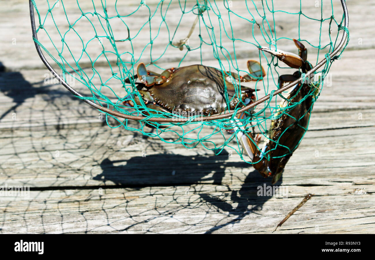 A blue claw crab has been captured in a crabbing net at the