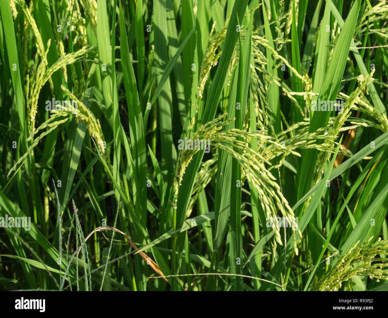 Close up rice grains local staple food Vietnam Asia 20th century paddy