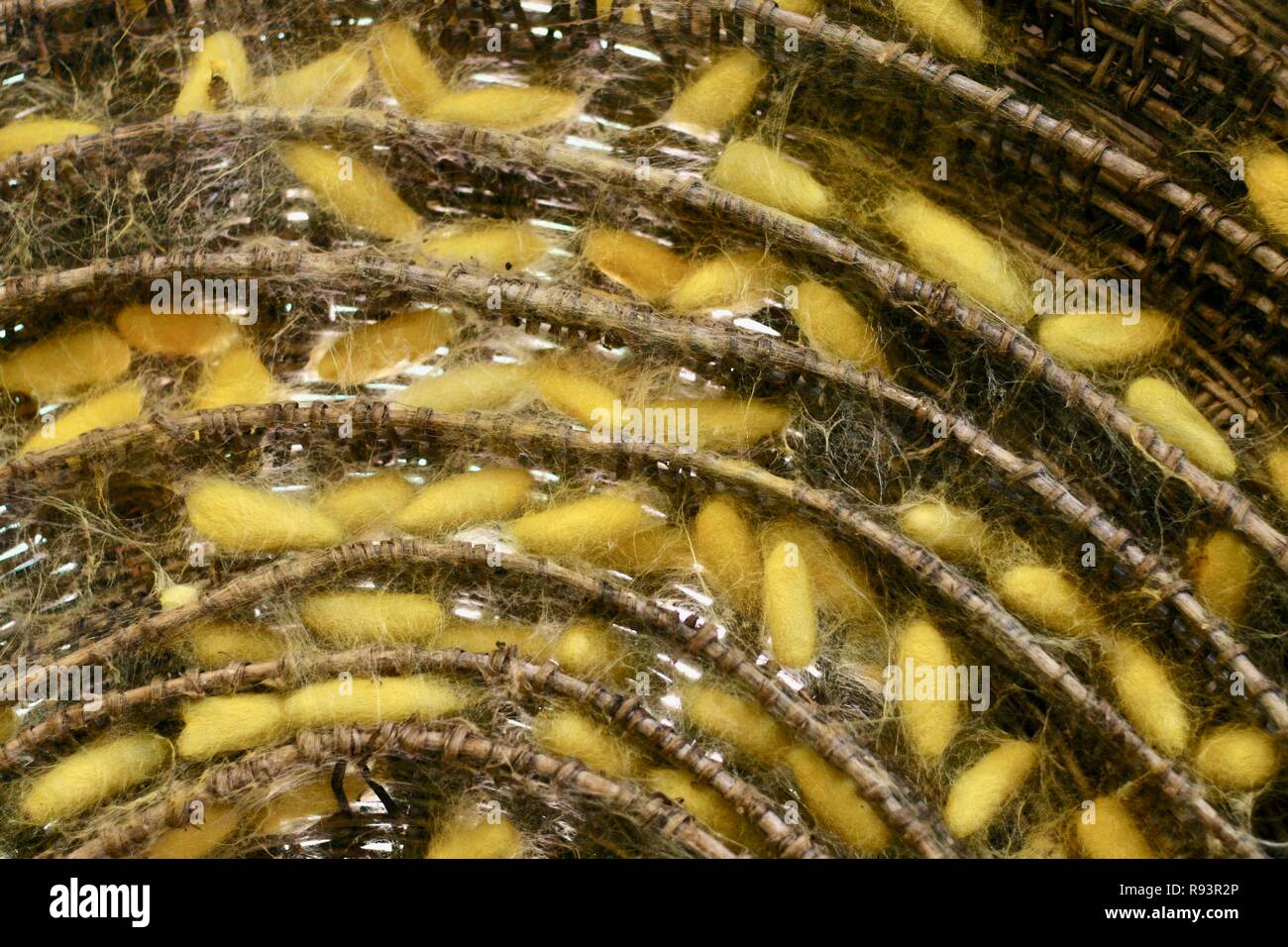 Silkworms wrapped in their golden cocoons all nestled in a specialised wooden basket Stock Photo