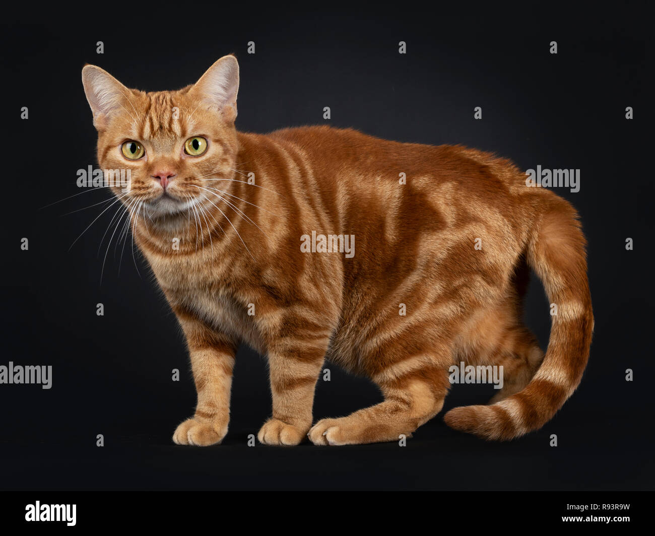 Adorable young adult red tabby American Shorthair cat, standing side ways. Looking at lens with yellow / green eyes. Isolated on a black background. Stock Photo