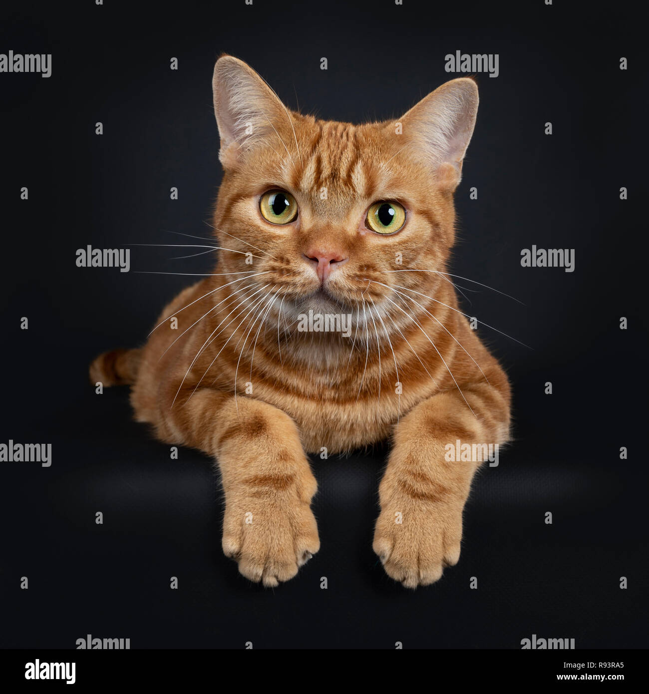 Adorable young adult red tabby American Shorthair cat, laying down with front paws hanging over edge. Looking at lens with yellow / green eyes. Isolat Stock Photo