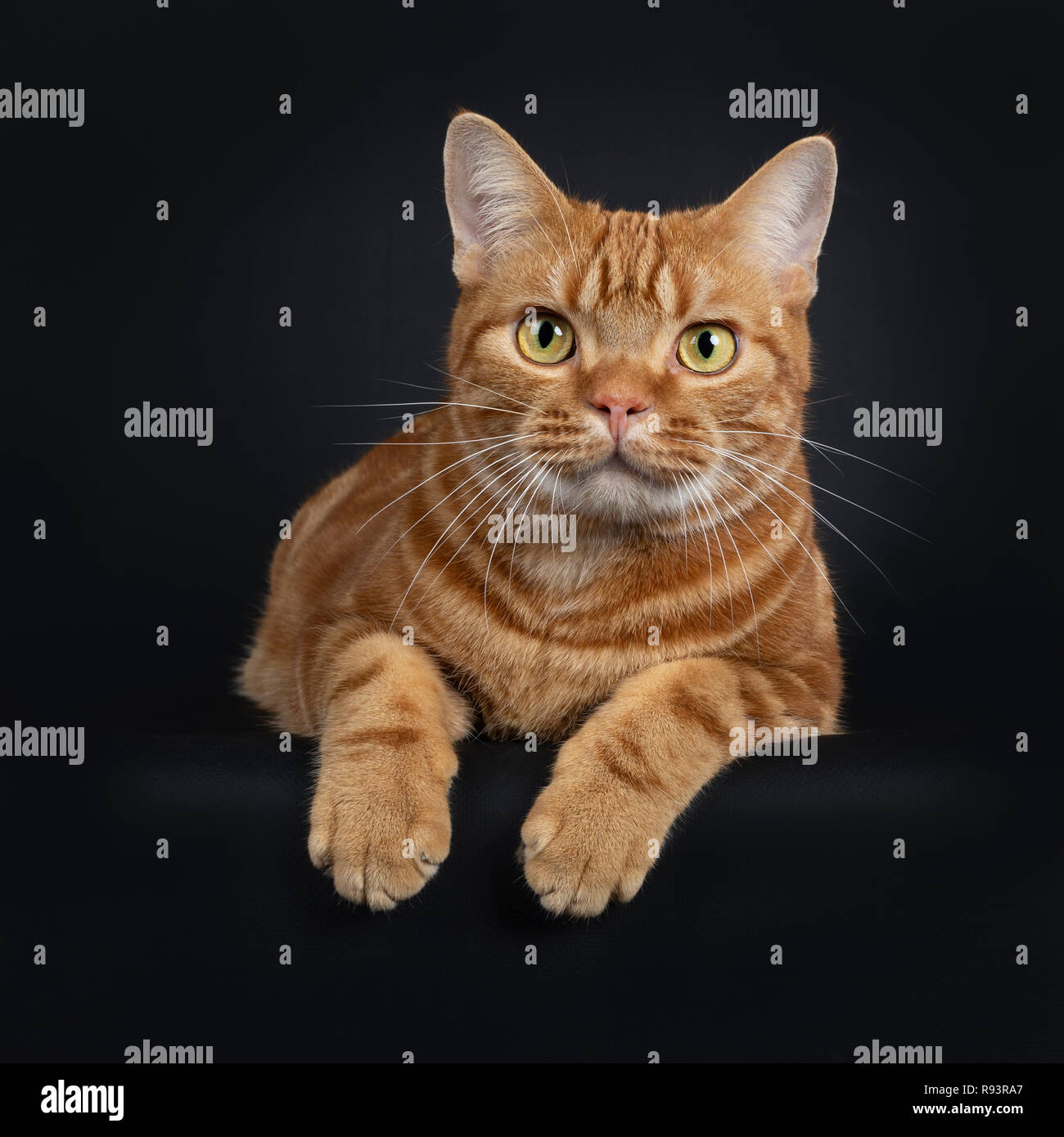 Adorable young adult red tabby American Shorthair cat, laying down with front paws hanging over edge. Looking at lens with yellow / green eyes. Isolat Stock Photo