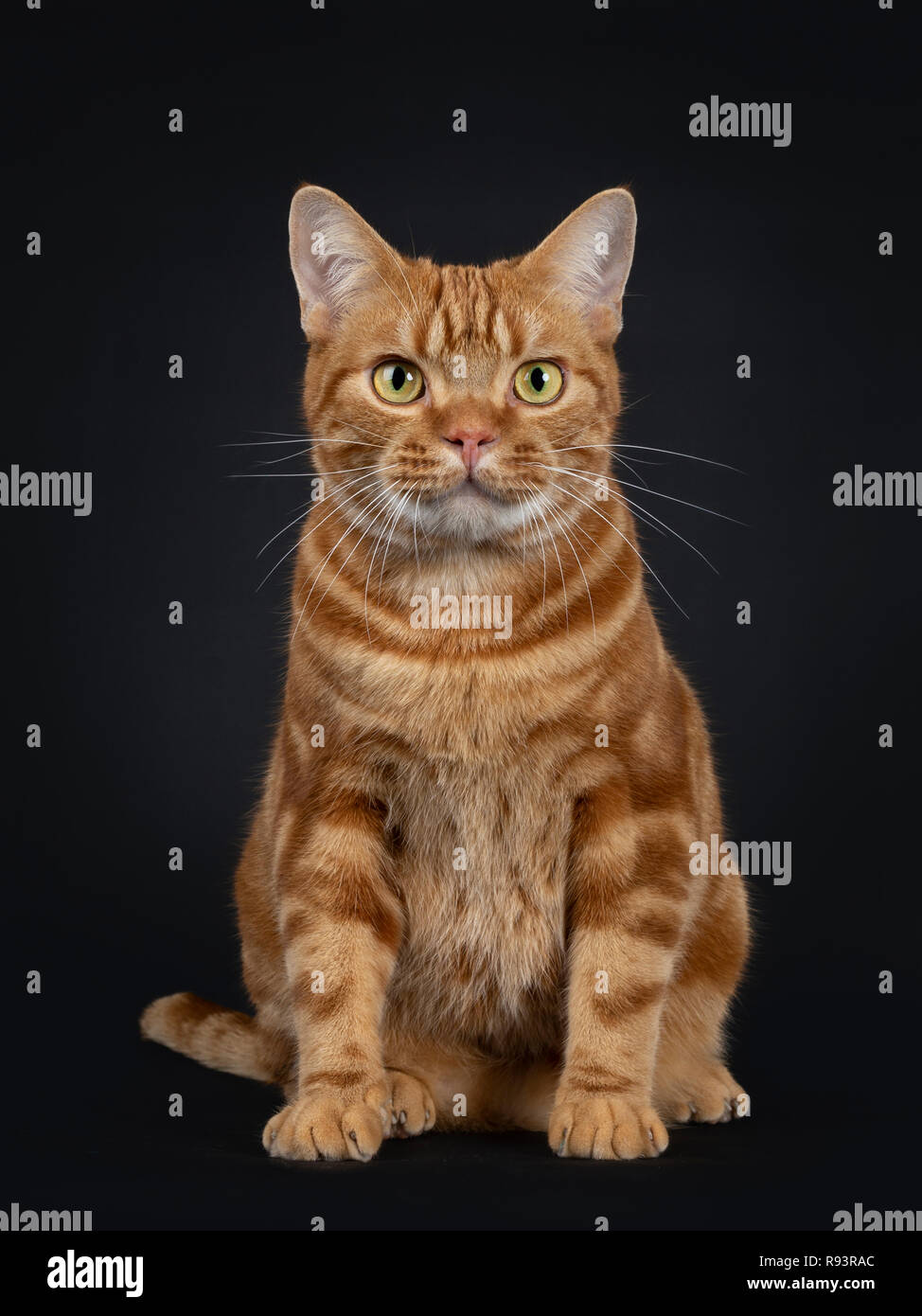 Adorable young adult red tabby American Shorthair cat, sitting straight up. Looking at lens with yellow / green eyes. Isolated on a black background. Stock Photo