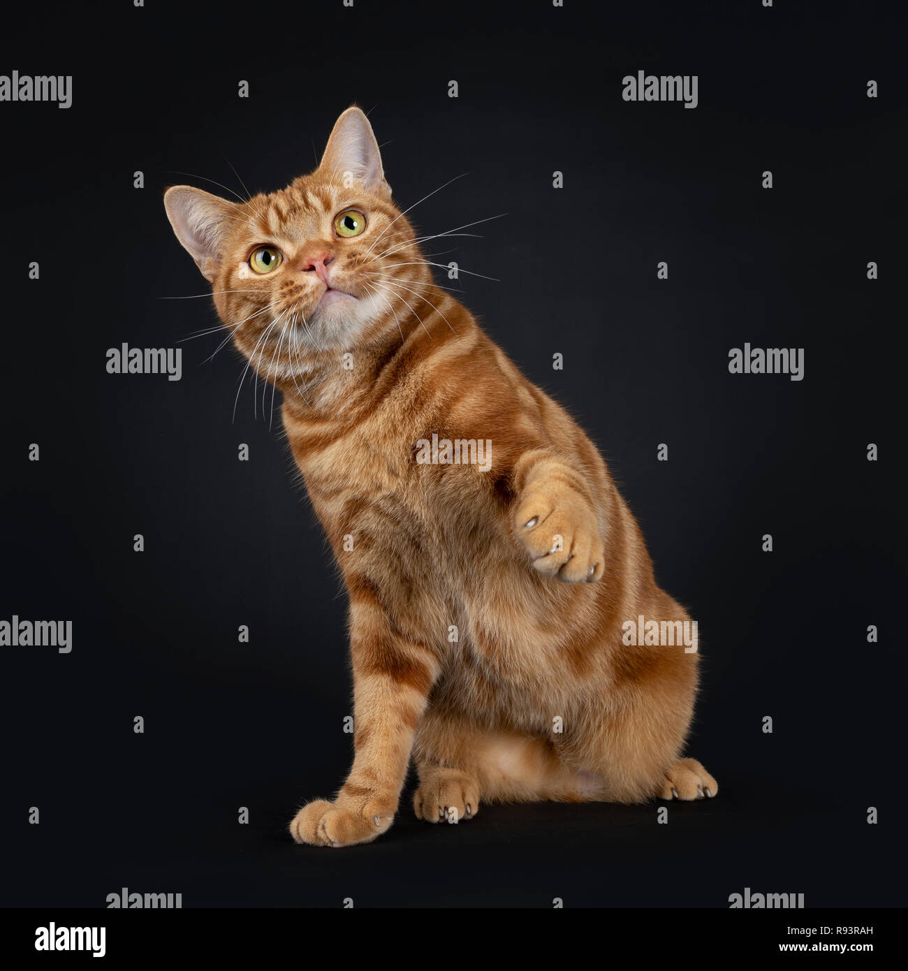 Adorable Young Adult Red Tabby American Shorthair Cat Sitting