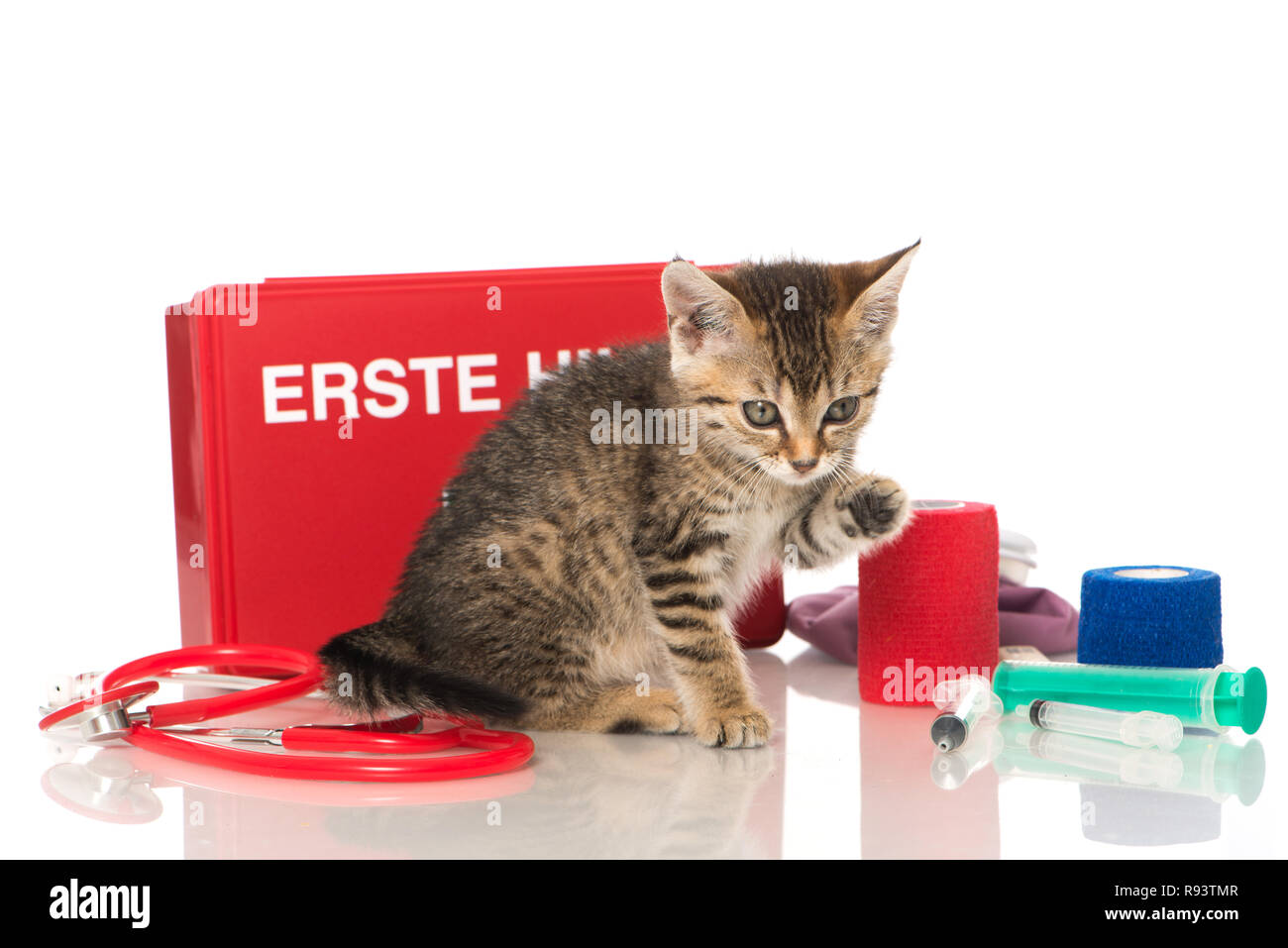 FIRST AID FOR KITTEN FEVER visual data 3