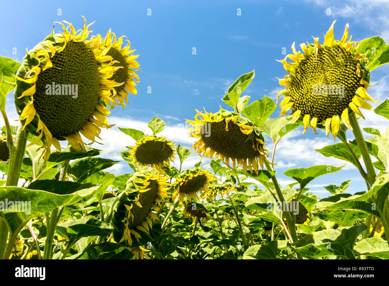 Lazy Afternoon Giant sunflowers nod off in the hot summer sun. Yolo