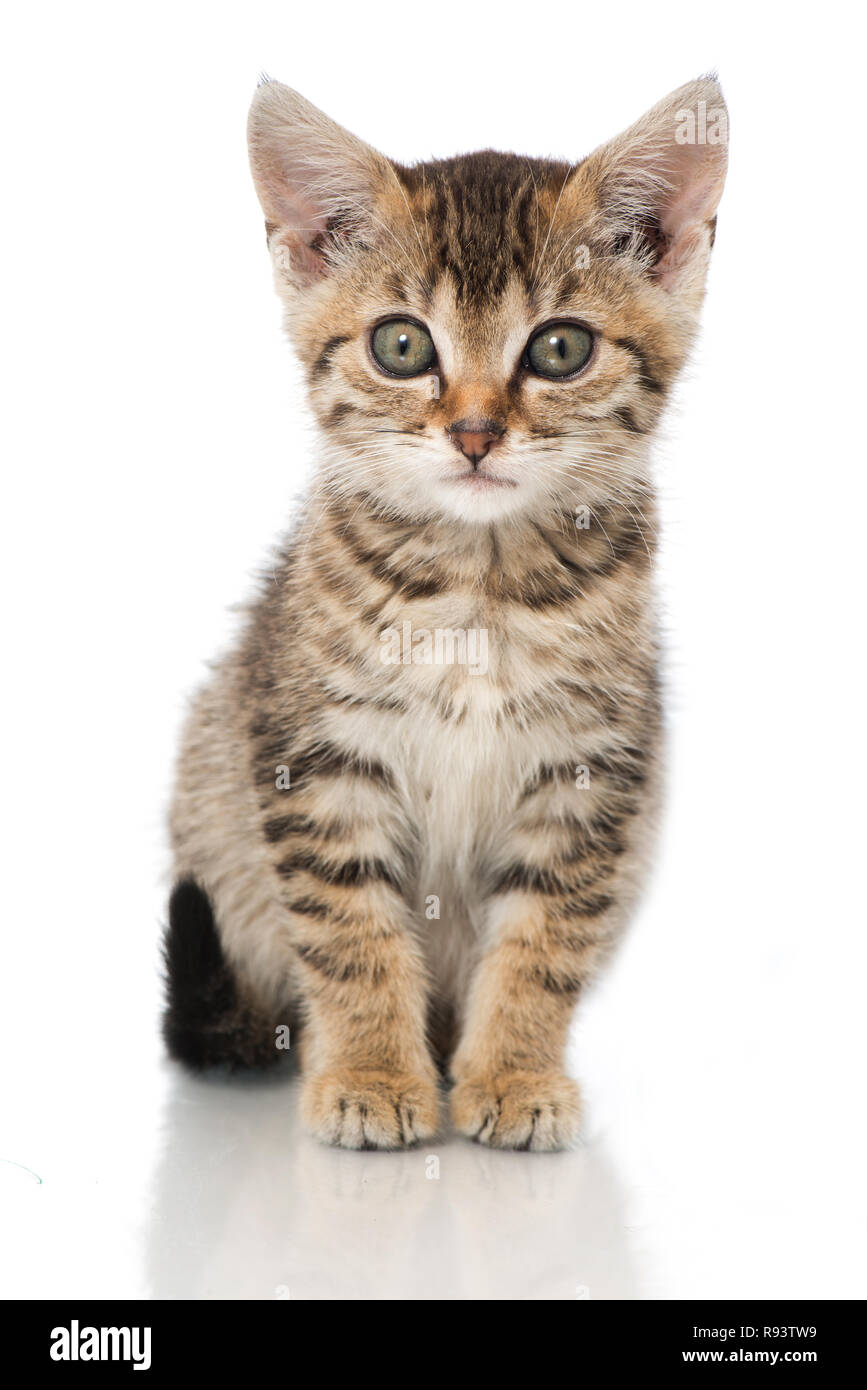 Tabby kitten sitting isolated on white background Stock Photo - Alamy