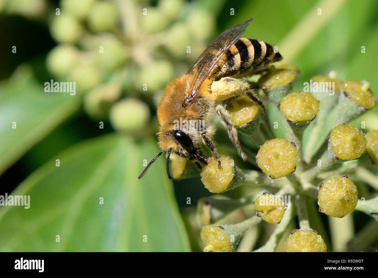 Ivy bee (Colletes hederae) feeding on Ivy flowers (Hedera helix) in a hedgerow, UK, September. Stock Photo