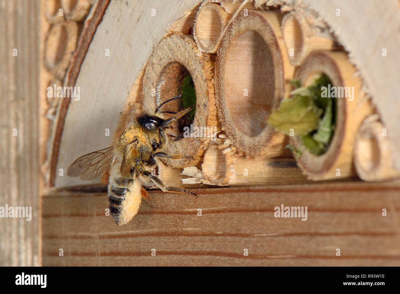Leafcutter / Rose-cutter bee (Megachile willughbiella) lands at its nest in an insect hotel to provision it with pollen carried on its furry abdomen. Stock Photo
