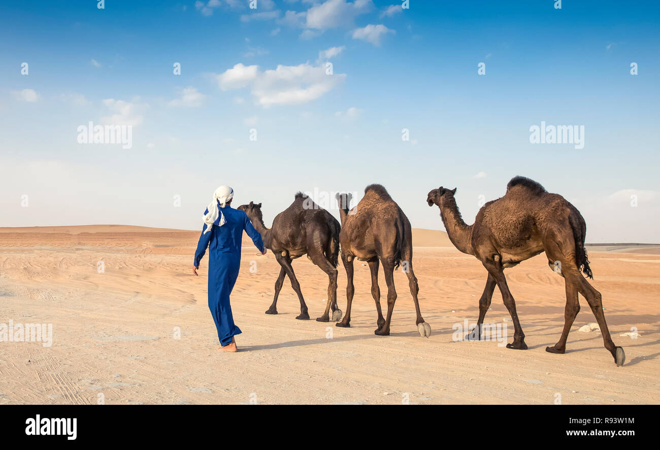 Madinat Zayed, United Arab Emirates, December 15th, 2017: arab man with his camel in a desert Stock Photo