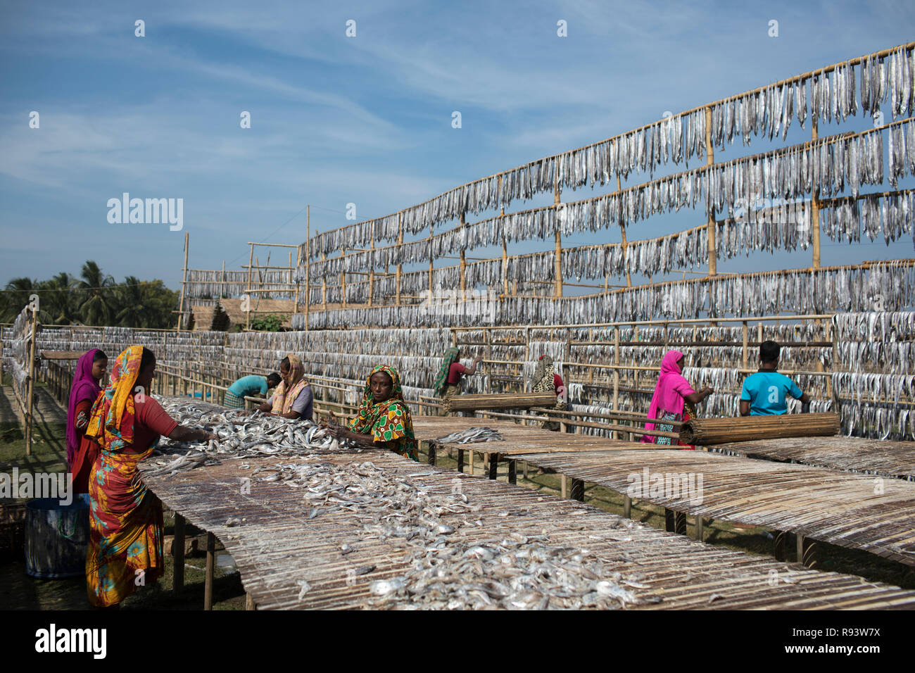 Workers processing fish to be dried at Nazirartek Dry Fish Plant in Cox