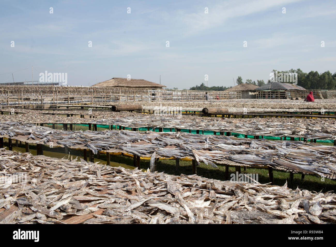 Workers processing fish to be dried at Nazirartek Dry Fish Plant in Cox