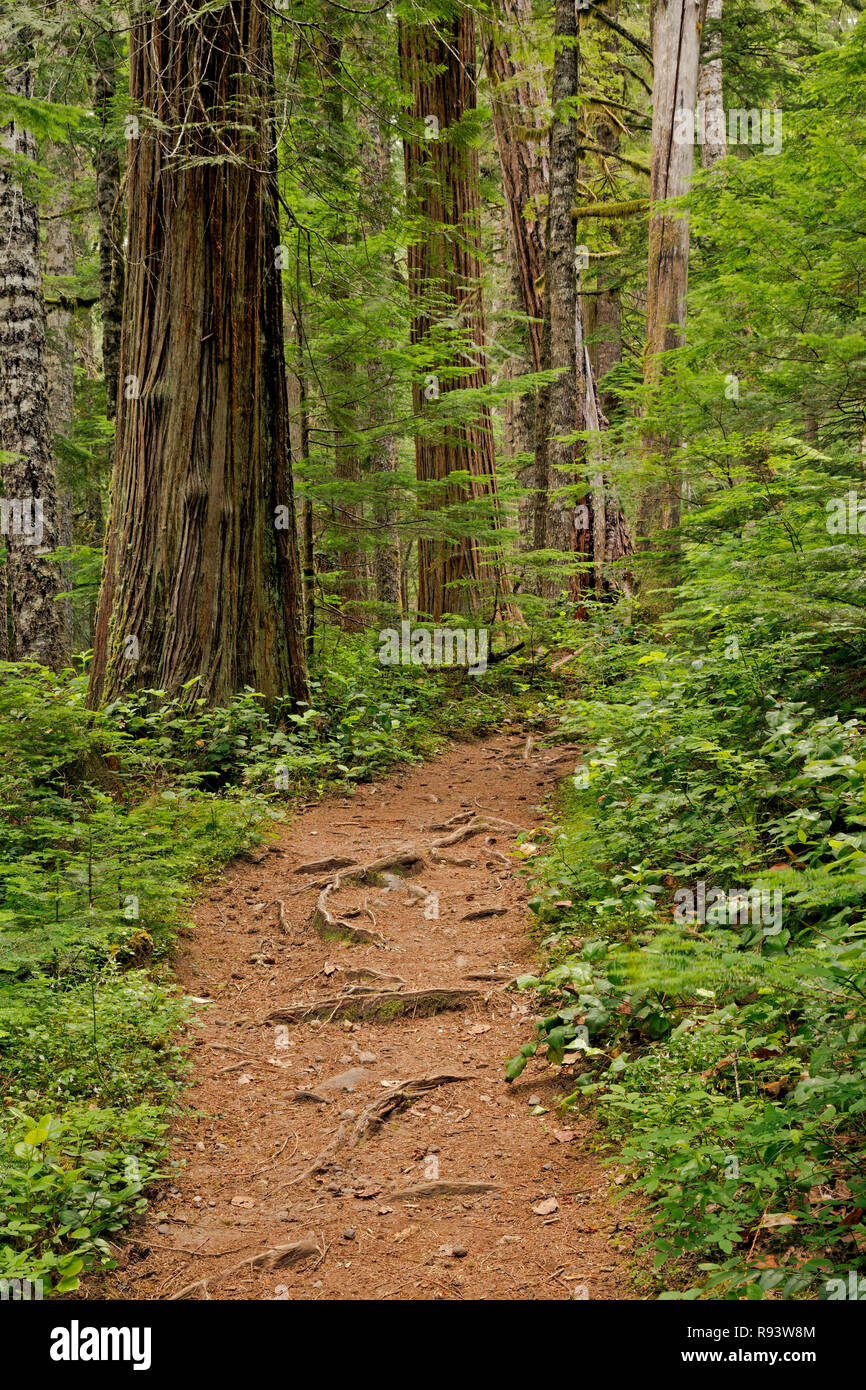 WA15578-00...WASHINGTON - Eagle Peak Saddle Trail climbing through old growth forest in the Nisqually River Valley in Mount Rainier National Park. Stock Photo