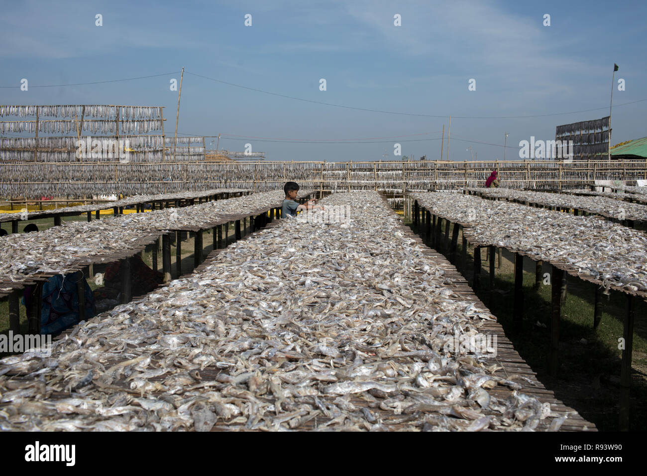 Workers processing fish to be dried at Nazirartek Dry Fish Plant in Cox