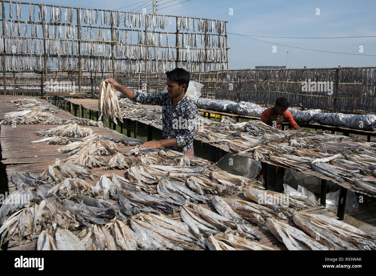 Workers processing fish to be dried at Nazirartek Dry Fish Plant in Cox