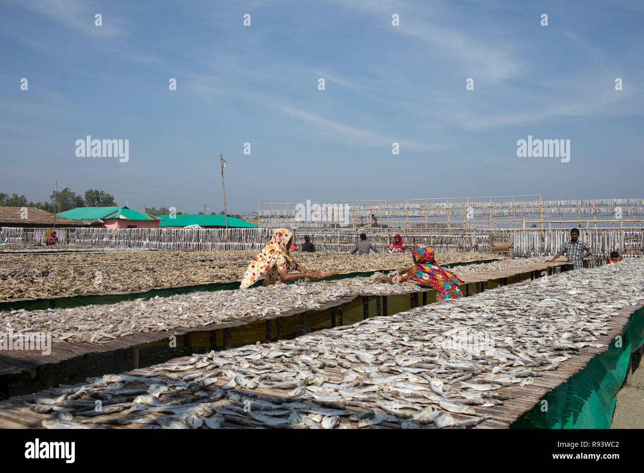 Workers processing fish to be dried at Nazirartek Dry Fish Plant in Cox