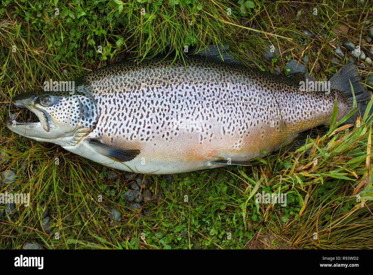 An 18 lb Brown Trout from the Twizel Canals, MacKenzie District, South