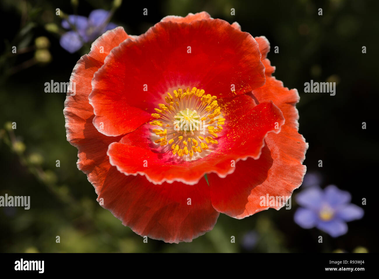 Double poppy hi-res stock photography and images - Alamy