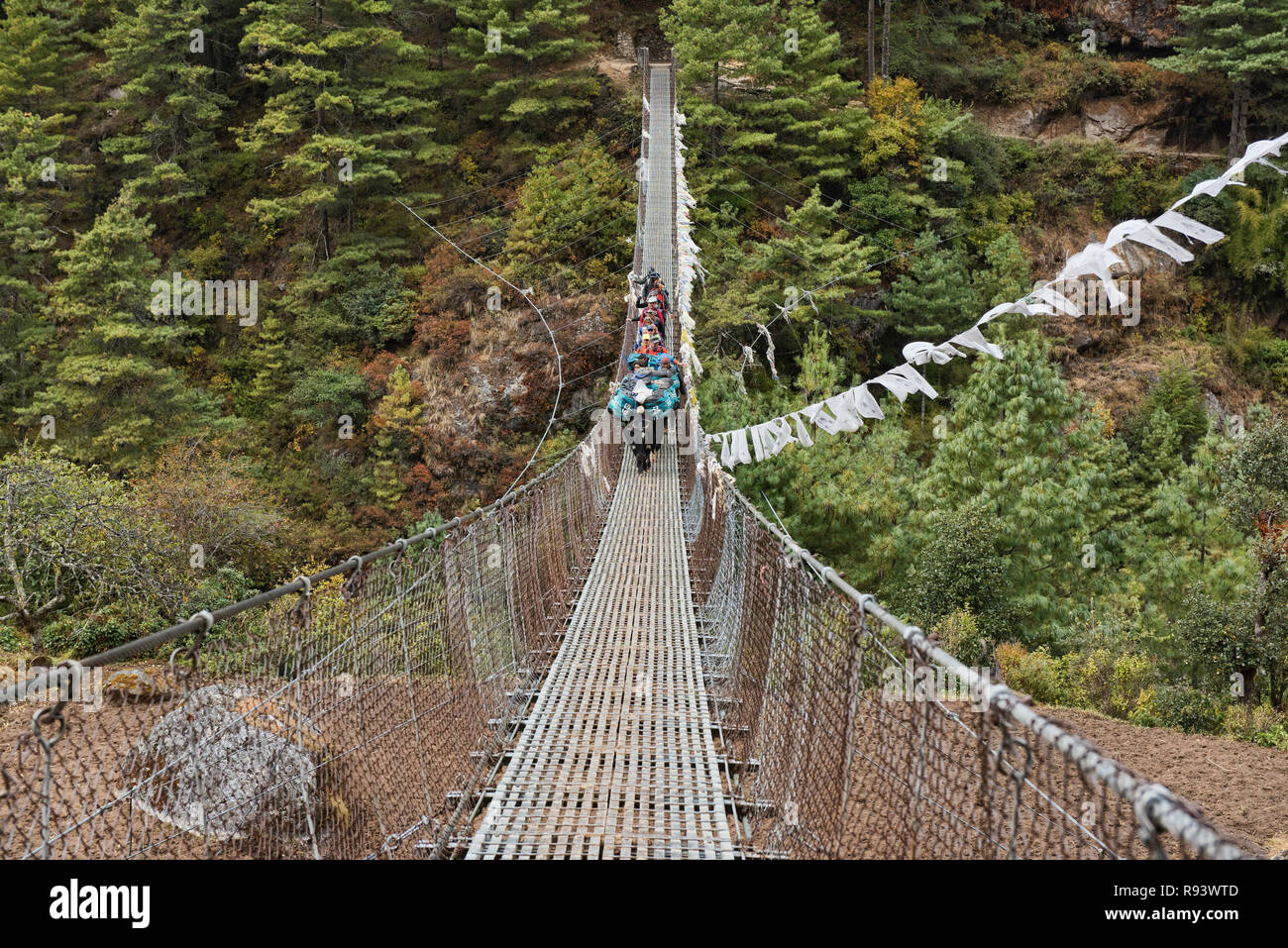 Yaks crossing a suspension bridge, Everest Base Camp trek, Khumbu