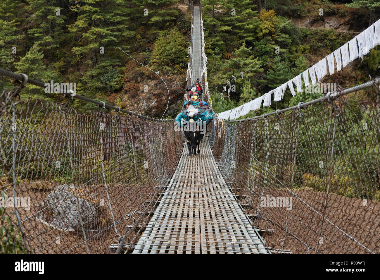 Yaks crossing a suspension bridge, Everest Base Camp trek, Khumbu