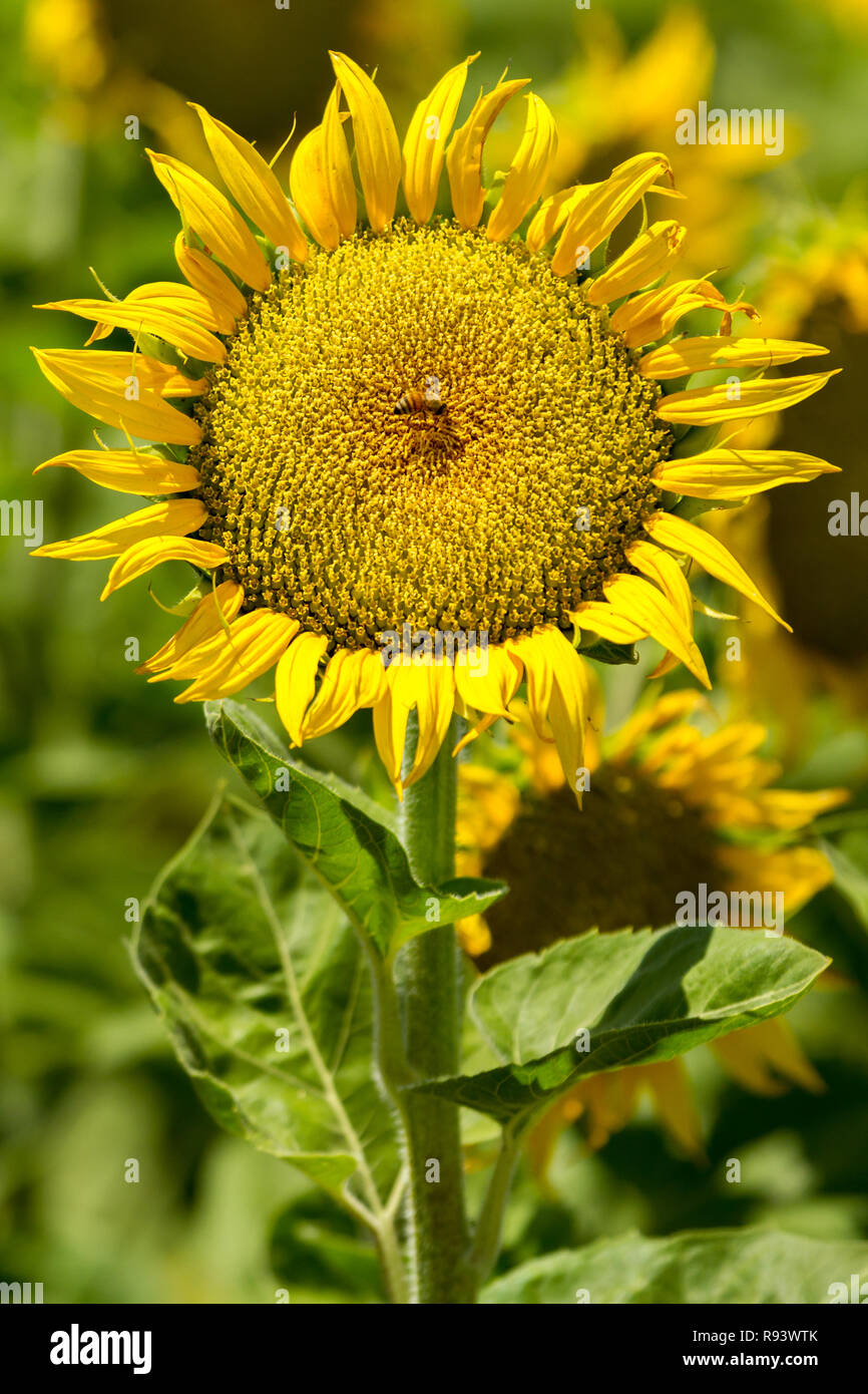 A bee investigates a bright yellow sunflower flower stands tall among its neighbors. Yolo County, California, USA Stock Photo