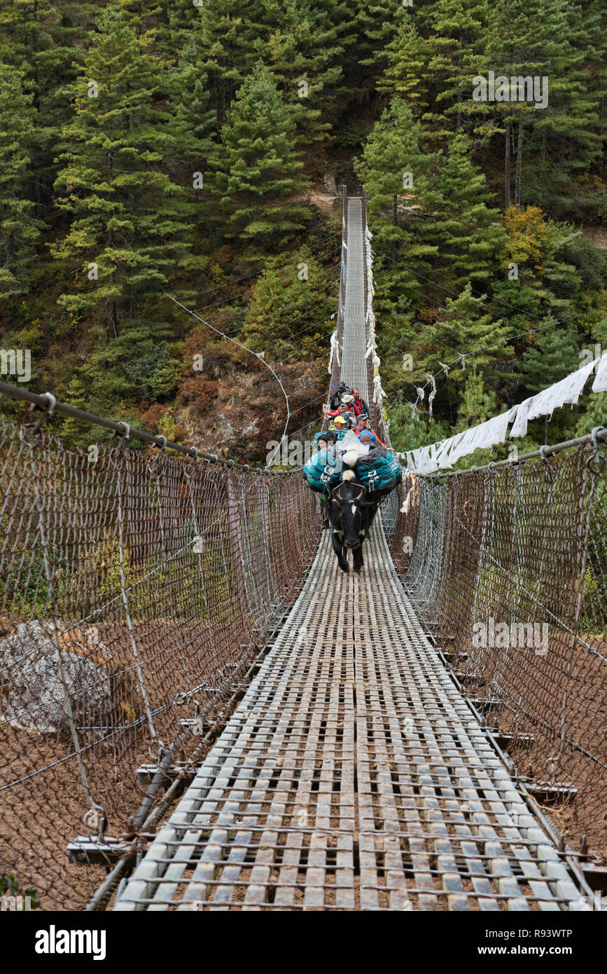 Yaks crossing a suspension bridge, Everest Base Camp trek, Khumbu