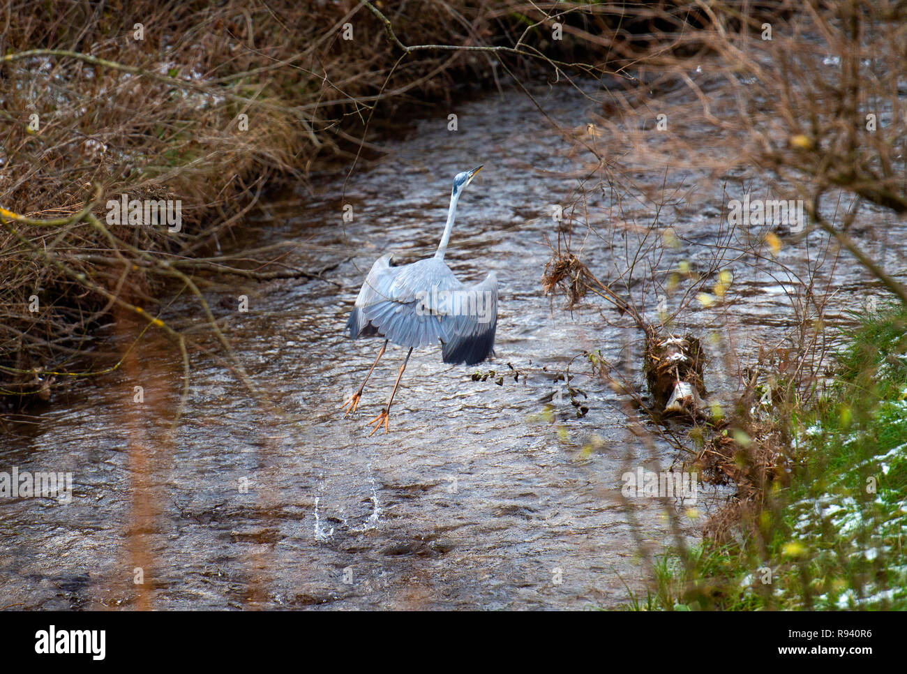 Heron bird walking through river Stock Photo