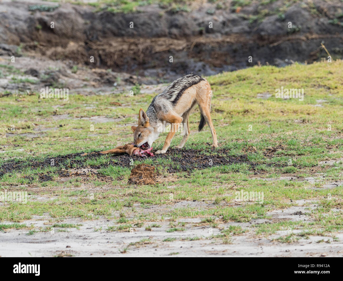 African wild dog antelope hi-res stock photography and images - Alamy